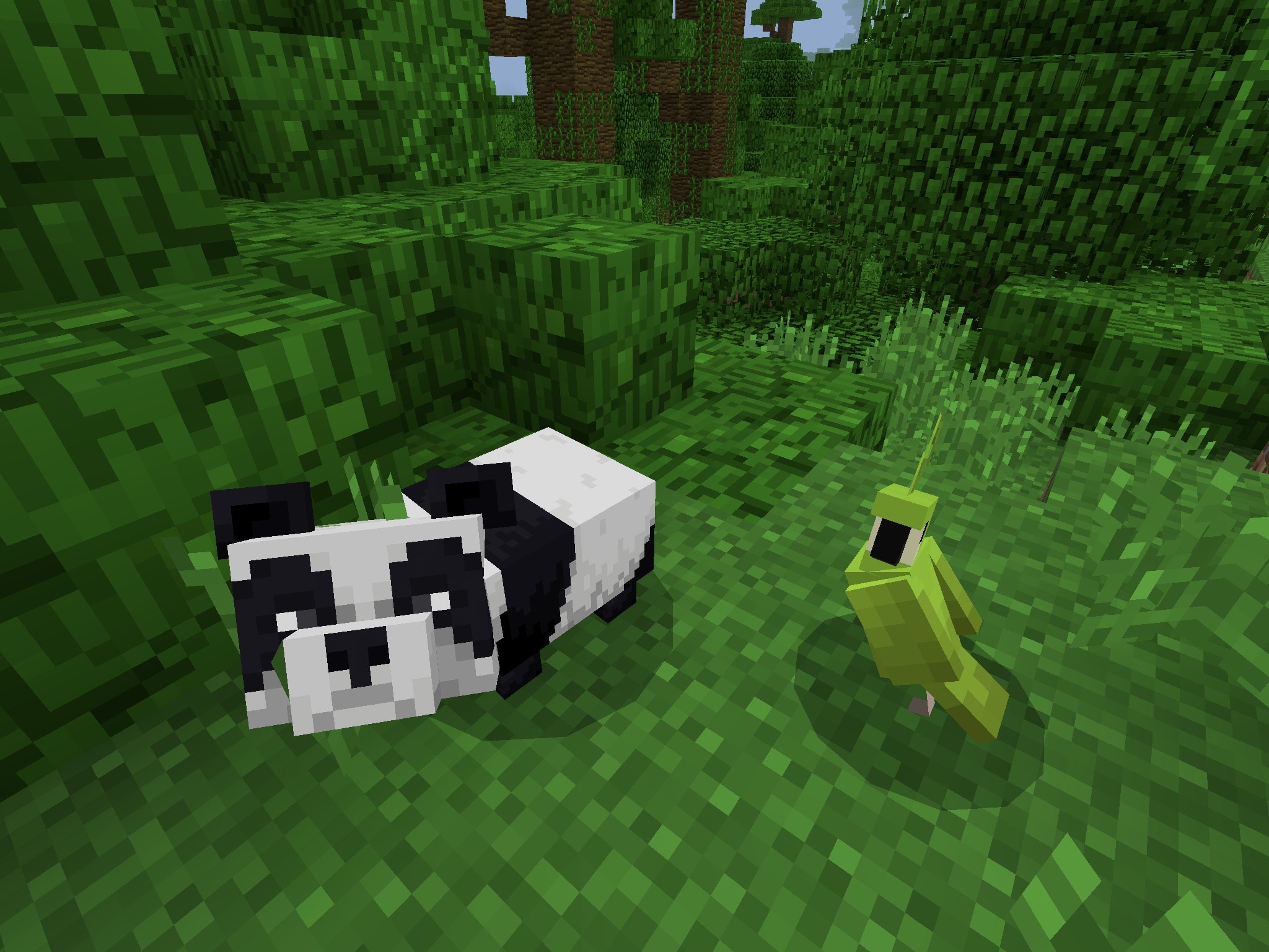 Baby Panda in Jungle Minecraft PE Seed